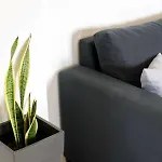 Diwani Luxury * ليكسوري